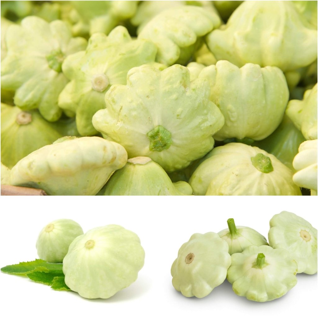 Squash - Lunar F1 (Green Button) seeds - Happy Valley Seeds