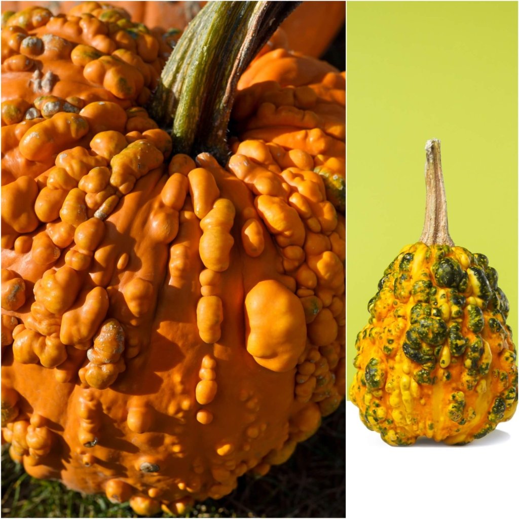 Squash - Pimply seeds - Happy Valley Seeds