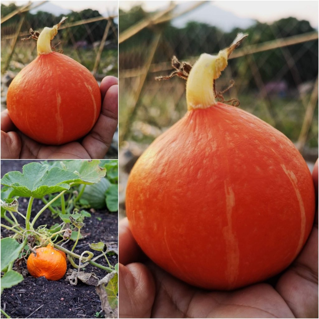 Squash - Red Kuri seeds - Happy Valley Seeds