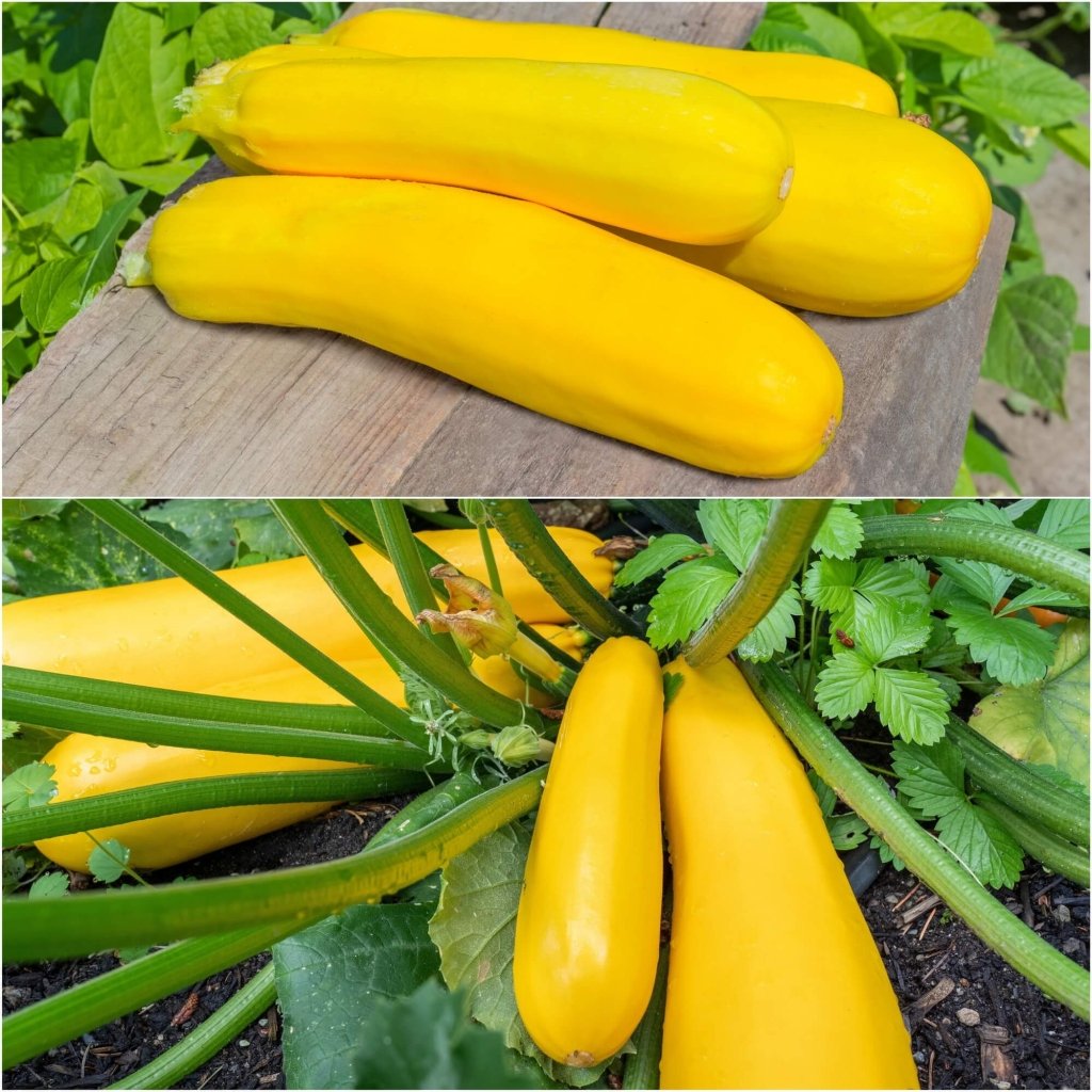 Squash - Straightneck Early Prolific seeds - Happy Valley Seeds