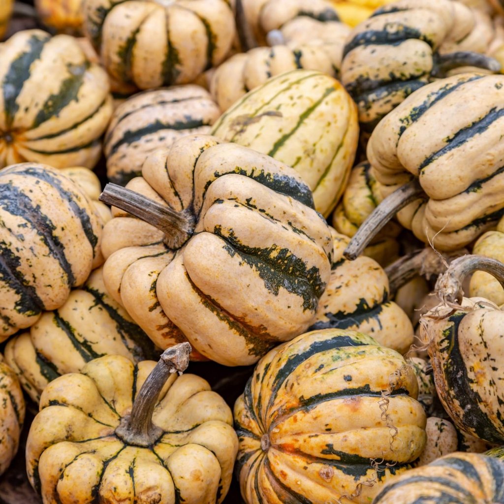 Squash - Sweet Dumpling seeds - Happy Valley Seeds