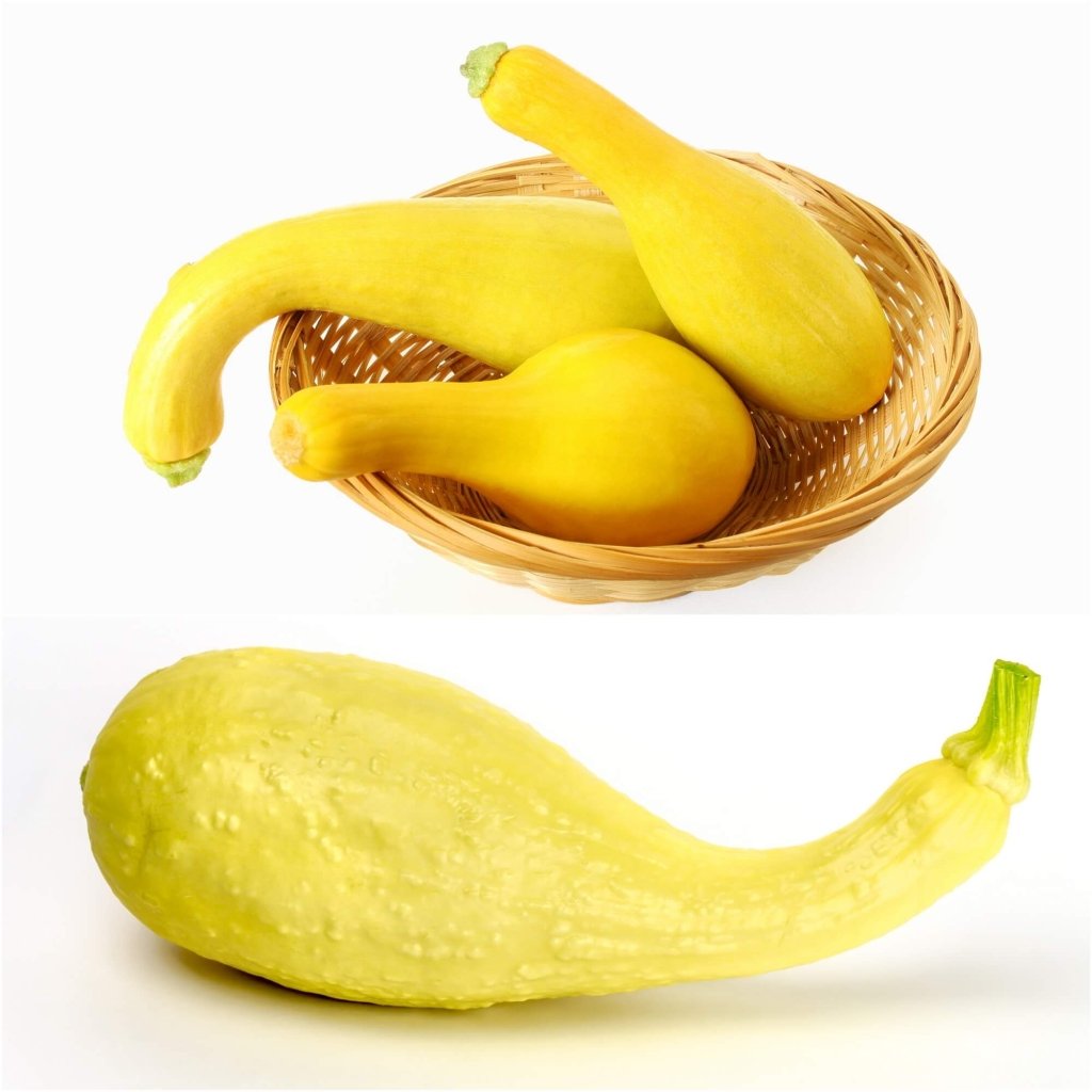 Squash - Yellow Crookneck seeds - Happy Valley Seeds