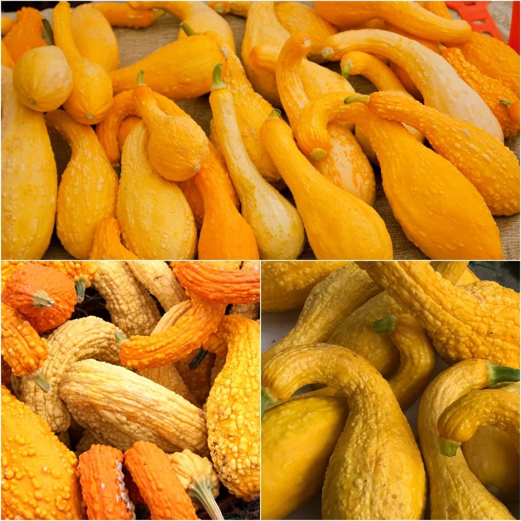 Squash - Yellow Crookneck seeds - Happy Valley Seeds