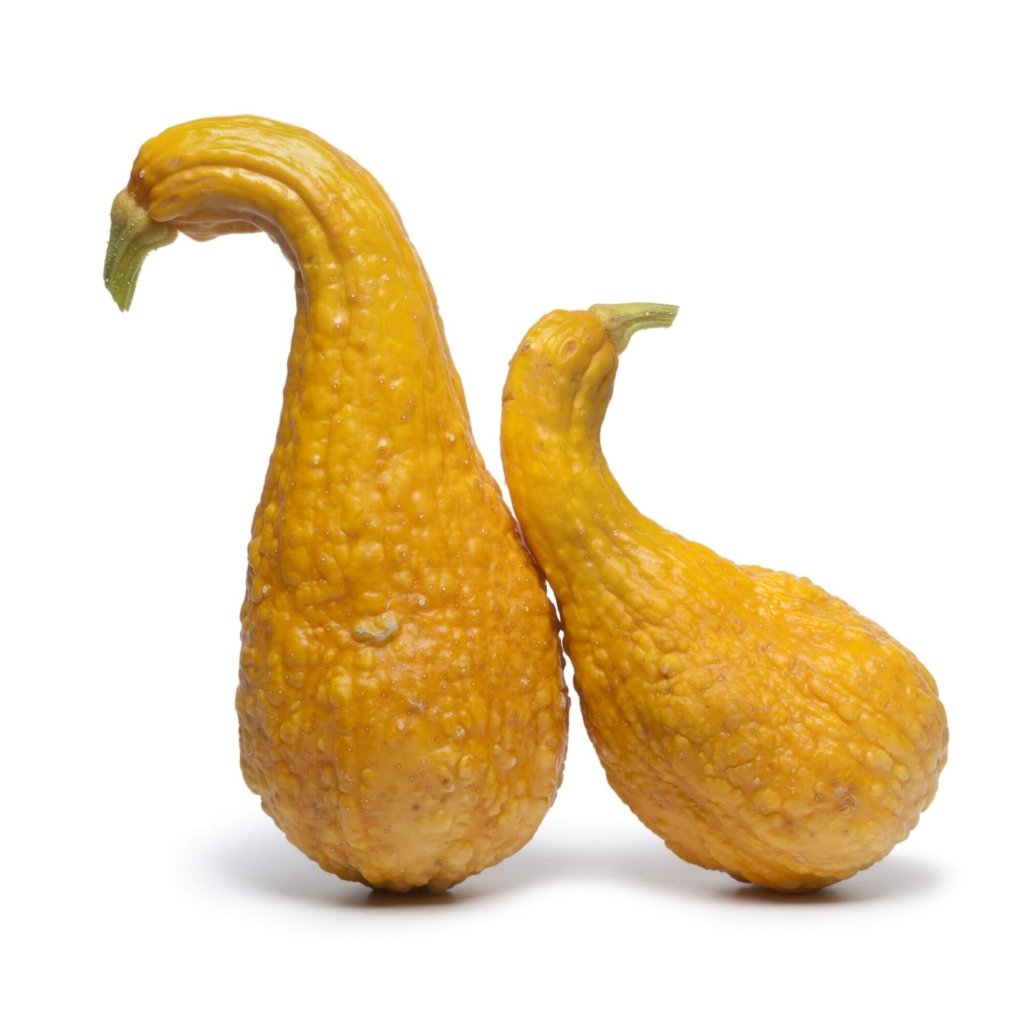 Squash - Yellow Crookneck seeds - Happy Valley Seeds