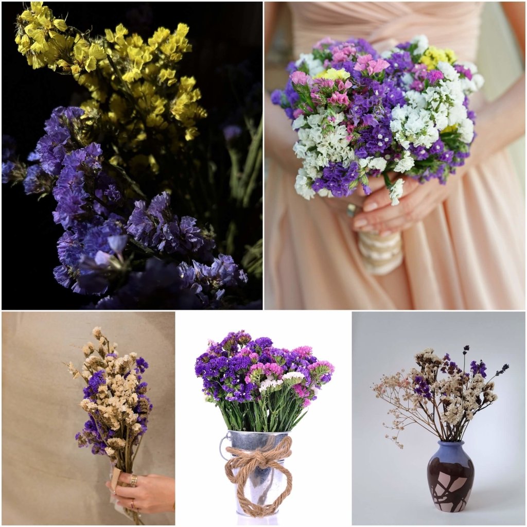 Statice - Petite Bouquet Mixed seeds - Happy Valley Seeds