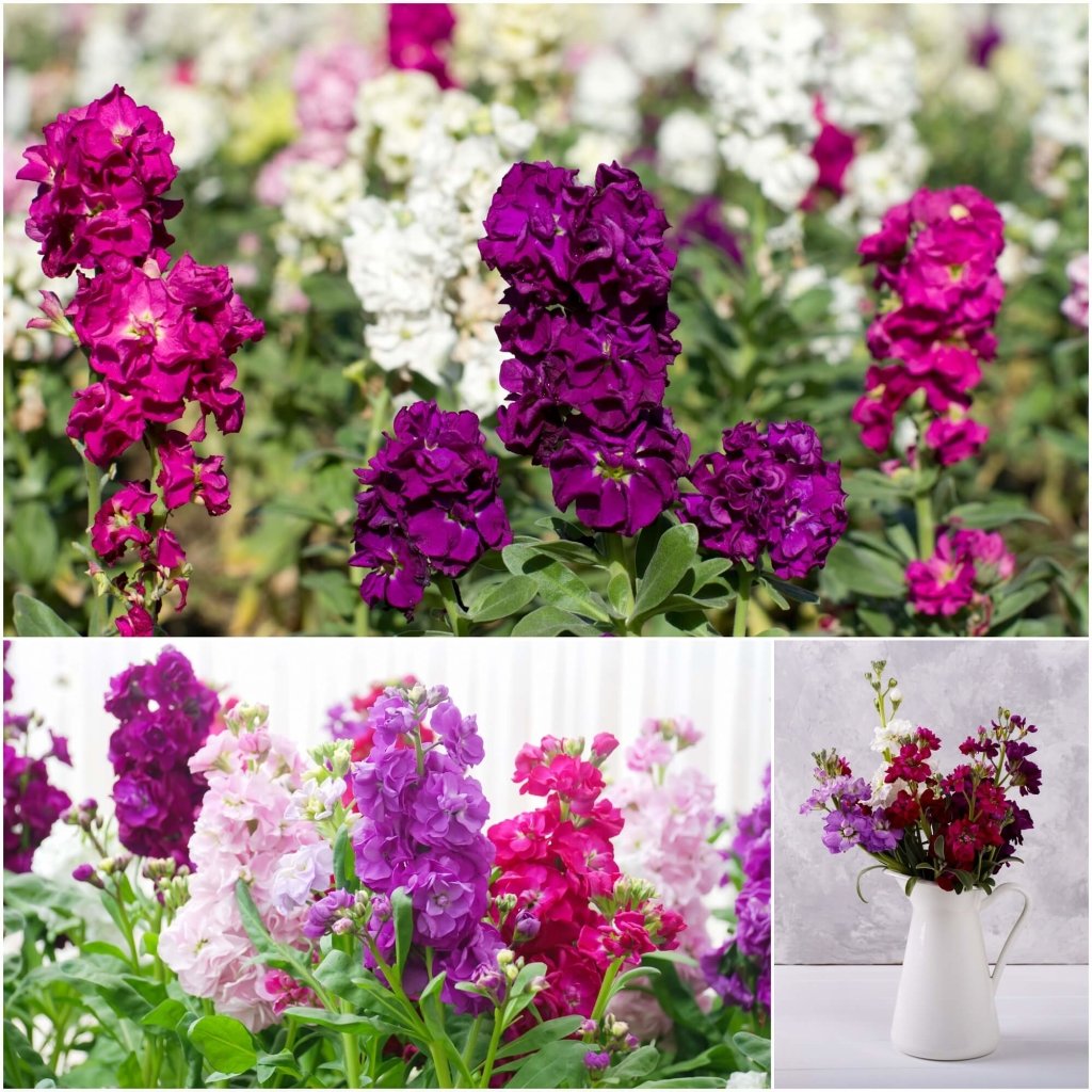 Stock - Giant Column Mixed seeds - Happy Valley Seeds