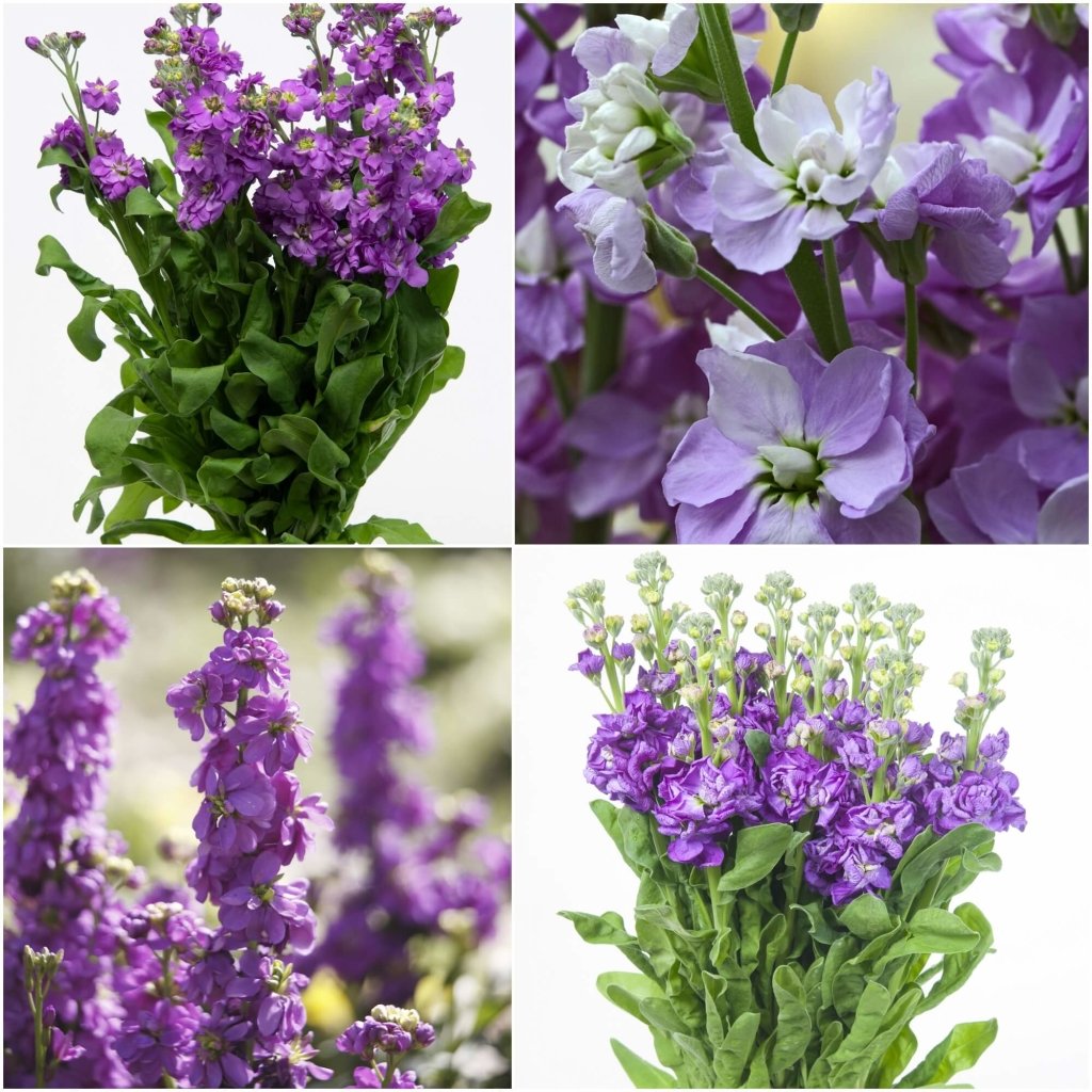 Stock - Giant Column Pacific Blue seeds - Happy Valley Seeds