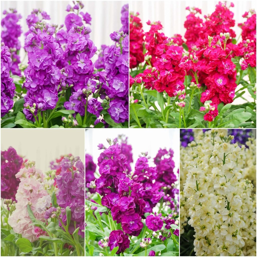 Stock - Giant Imperial Mixed seeds - Happy Valley Seeds