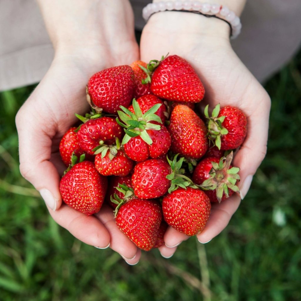 Strawberry - Adina (Pack of 4 Runners) - Happy Valley Seeds
