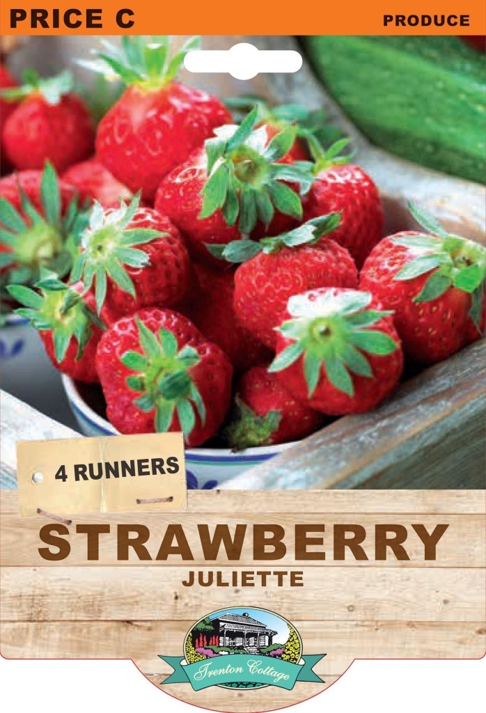 Strawberry - Juliette (Pack of 4 Runners) - Happy Valley Seeds