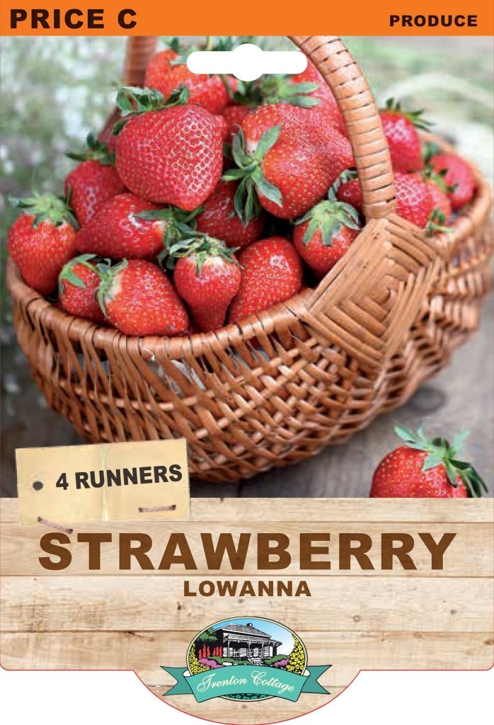 Strawberry - Lowanna (Pack of 4 Runners) - Happy Valley Seeds