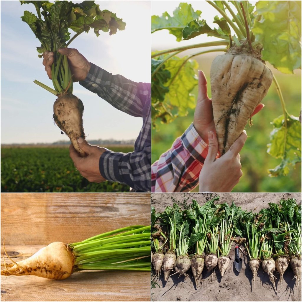 Sugar Beet seeds - Happy Valley Seeds