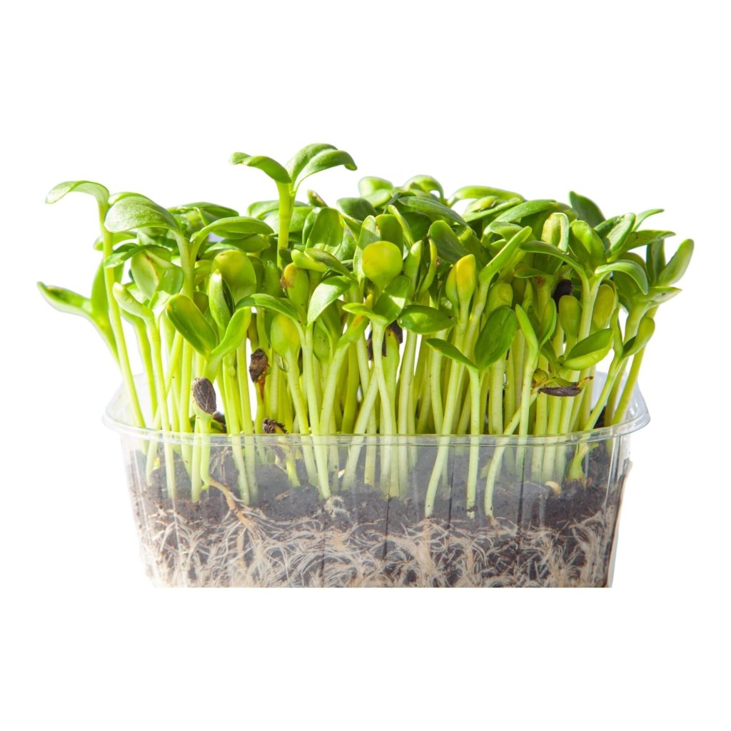 Sunflower Black seeds Sprout