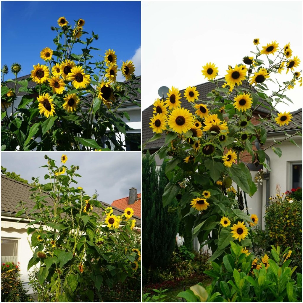 planting sunflower seeds australia Sunflower Common Seeds