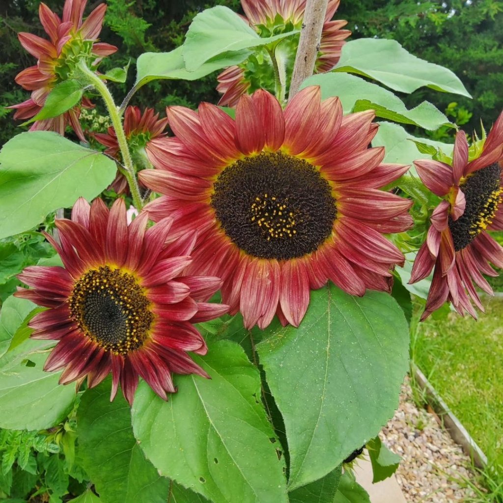 Sunflower - Crimson Peach seeds - Happy Valley Seeds