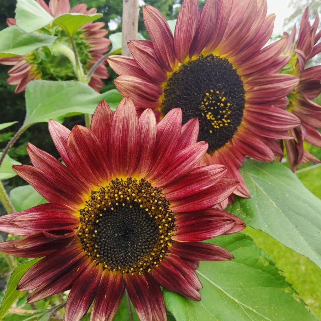 Sunflower - Crimson Peach seeds - Happy Valley Seeds