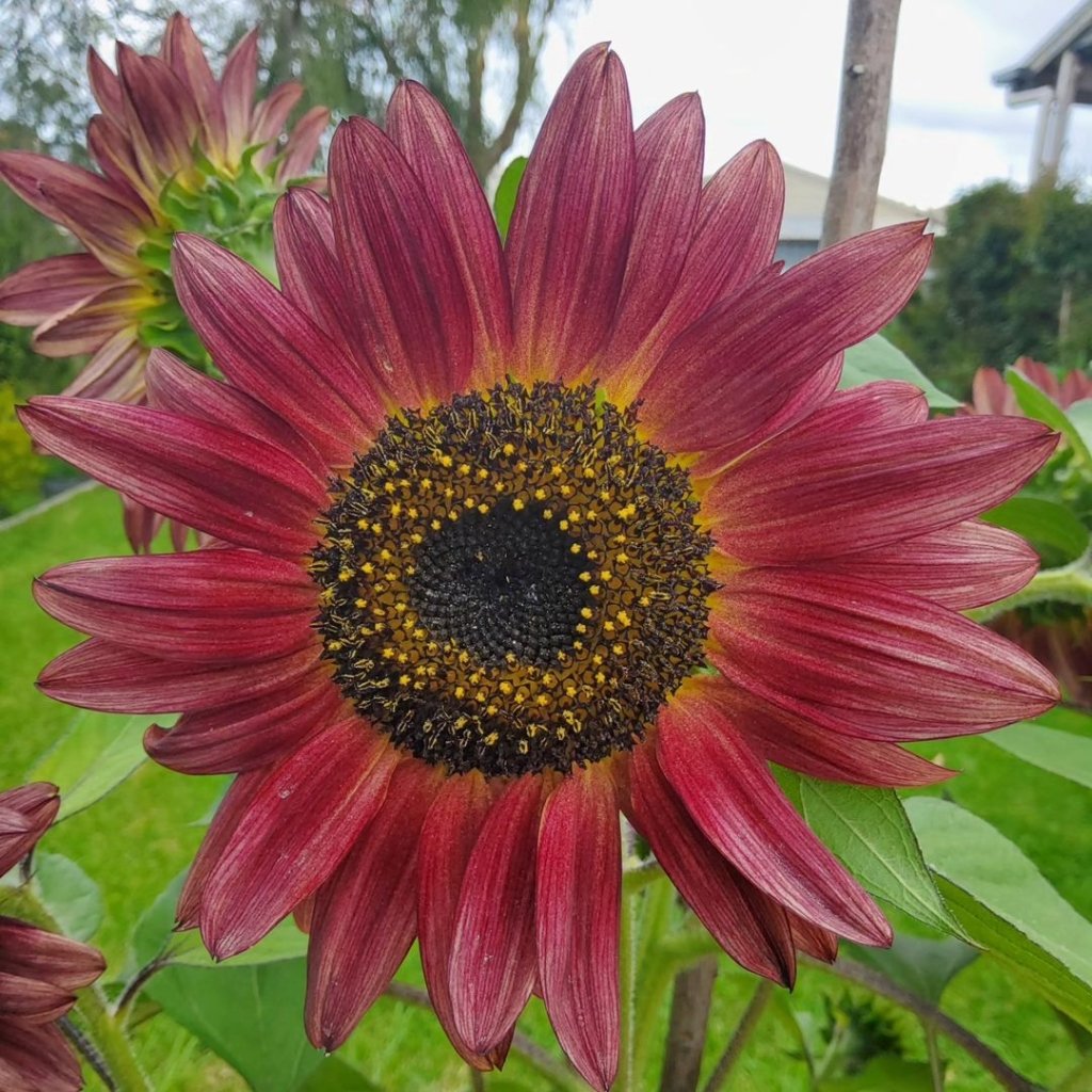 Sunflower - Crimson Peach seeds - Happy Valley Seeds