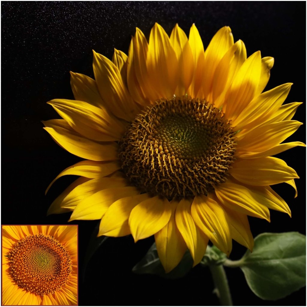 Sunflower - Happy Face Orange seeds - Happy Valley Seeds