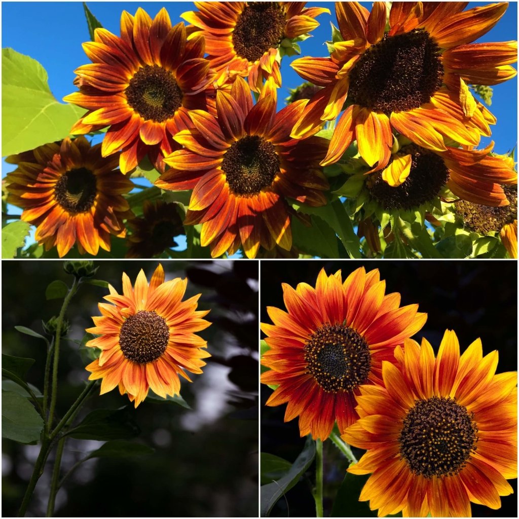 Sunflower - Solar Eclipse seeds - Happy Valley Seeds