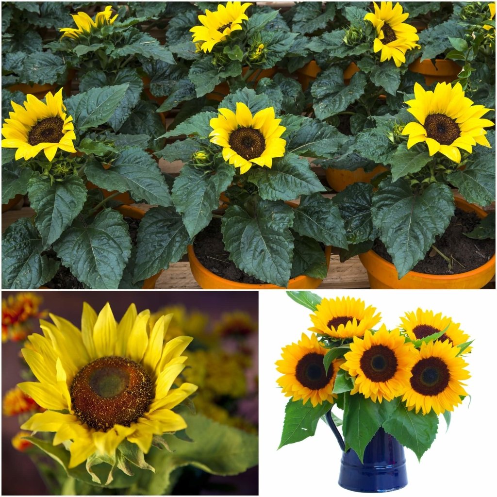 Sunflower - Solstice (Pot) seeds - Happy Valley Seeds