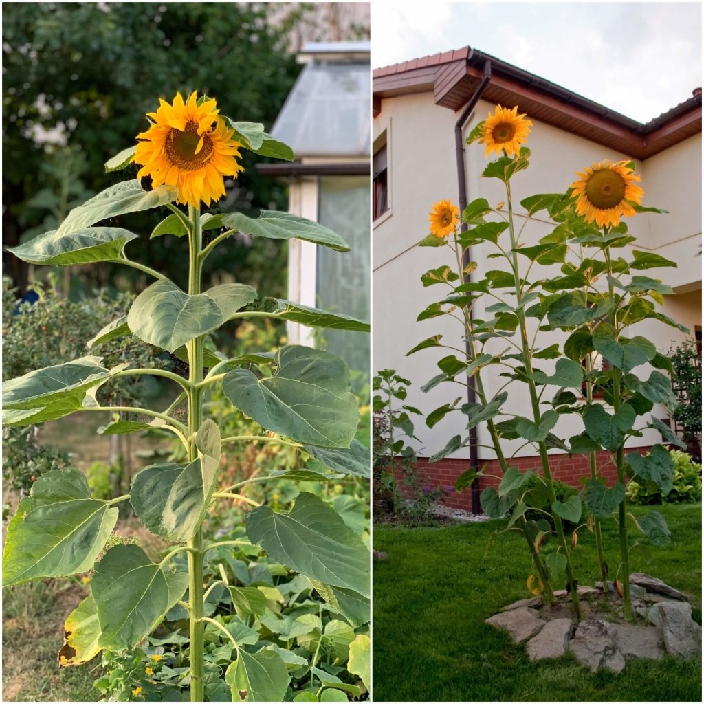 Sunflower - Sunbird seeds - Happy Valley Seeds
