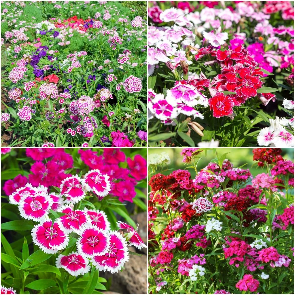 Sweet William - Dianthus Summertime Mix seeds - Happy Valley Seeds