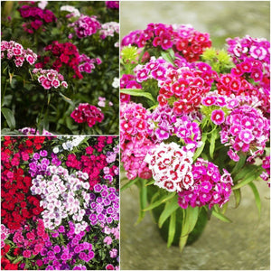 Sweet William - Single Standard Mixed seeds