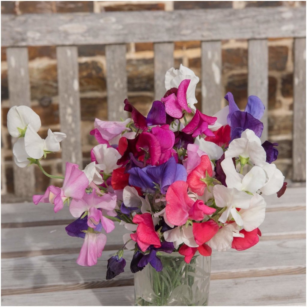 Sweetpea - Bijou Mix seeds - Happy Valley Seeds