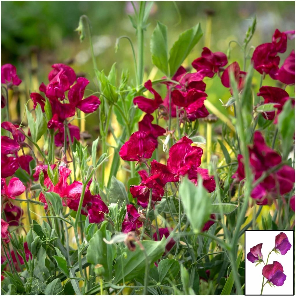 Sweetpea - Elegance Burgundy seeds - Happy Valley Seeds