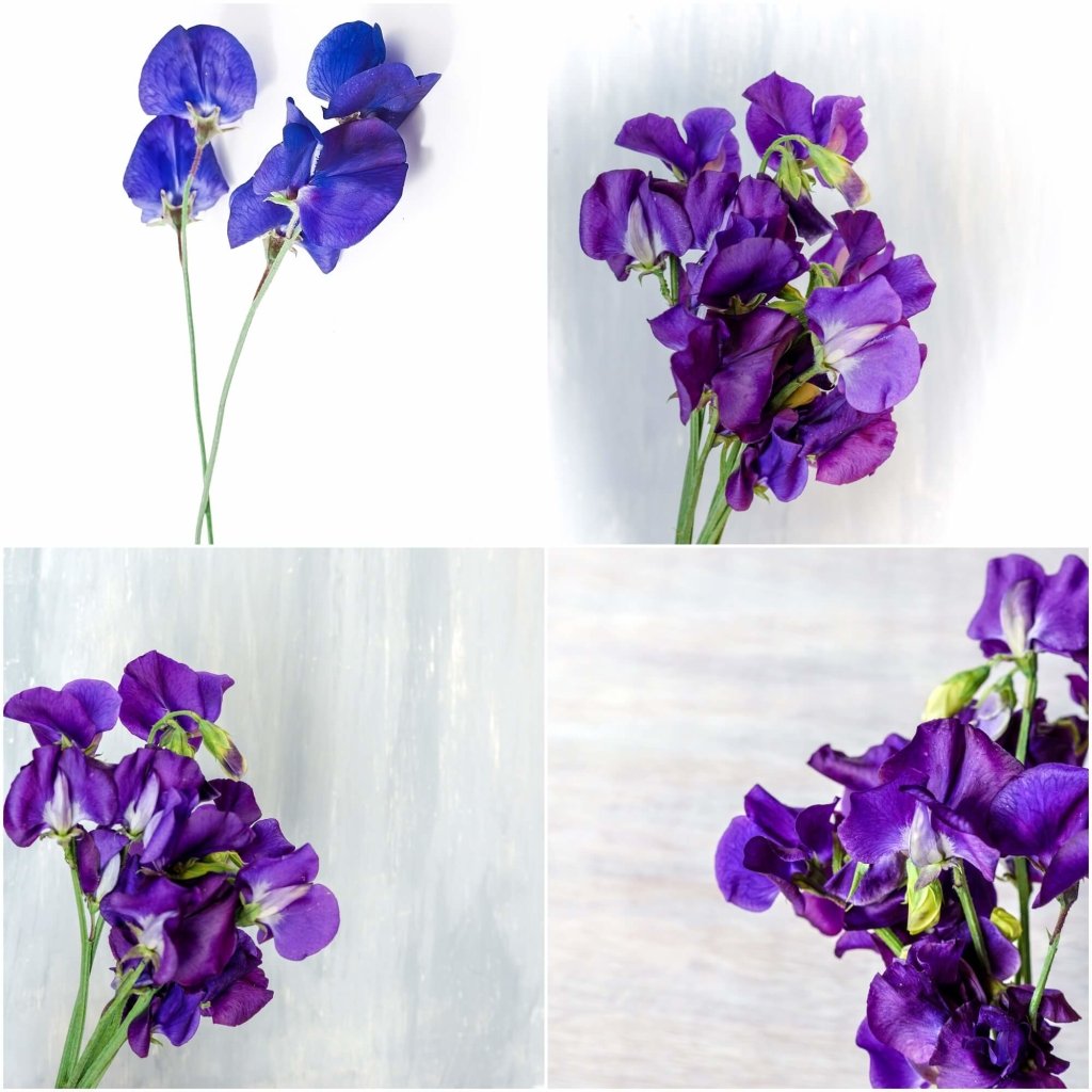 Sweetpea - Mammoth Navy Blue seeds - Happy Valley Seeds