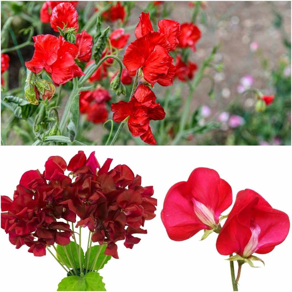 Sweetpea - Royal Crimson seeds - Happy Valley Seeds