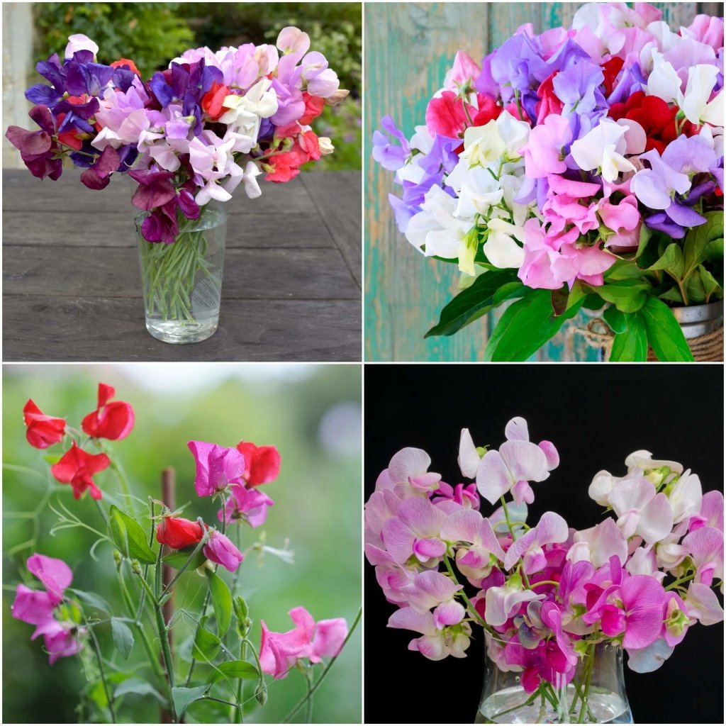 Sweetpea - Streamer Mix seeds - Happy Valley Seeds