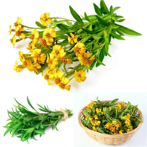 Tarragon - Mexican seeds
