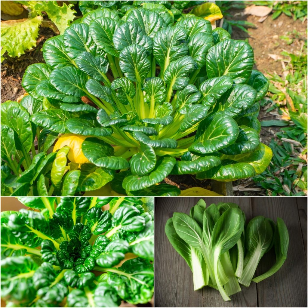 Tatsoi - Green Leaf seeds - Happy Valley Seeds