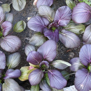 Tatsoi - Viola (Oriental Mustard) F1 seeds