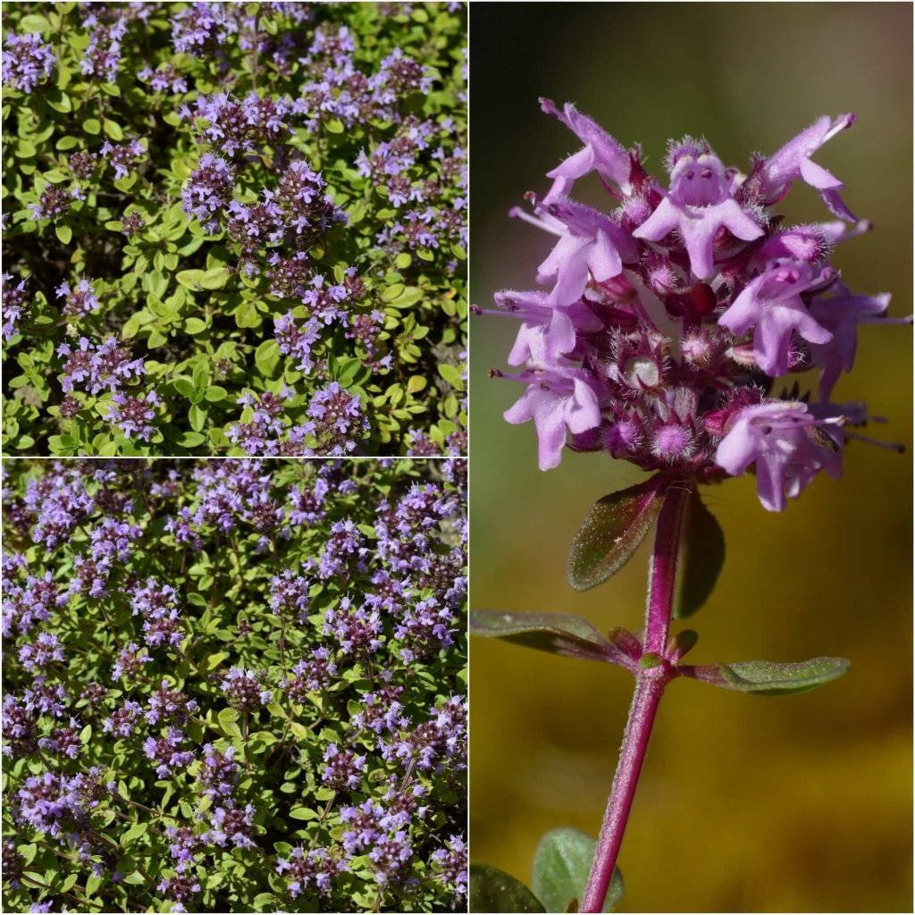 Thyme - Lemon (Wild) seeds - Happy Valley Seeds