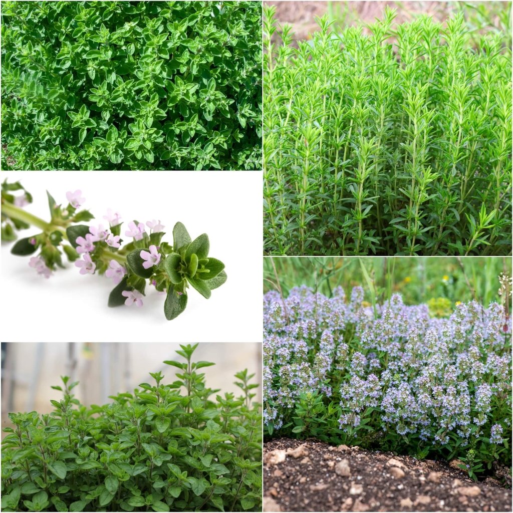 Thyme - Summer seeds - Happy Valley Seeds
