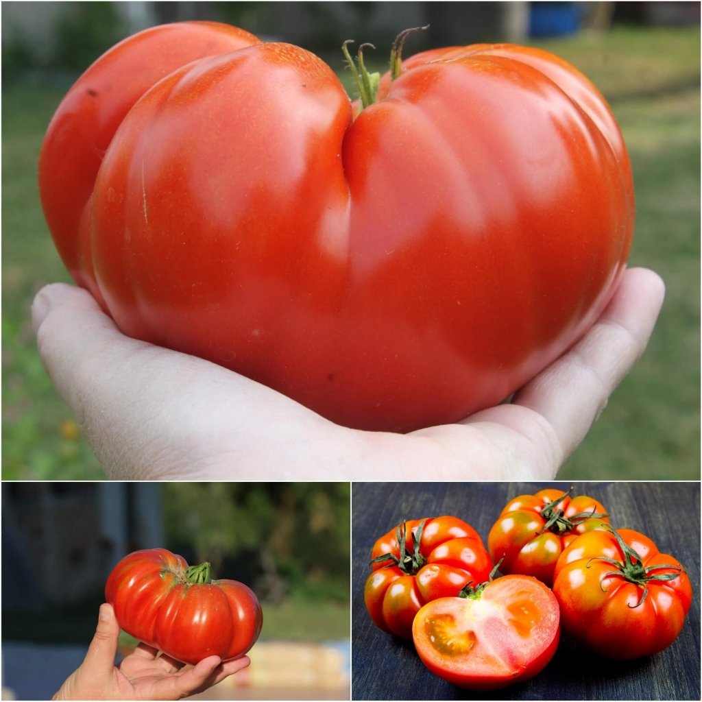 Tomato - Beefsteak seeds - Happy Valley Seeds