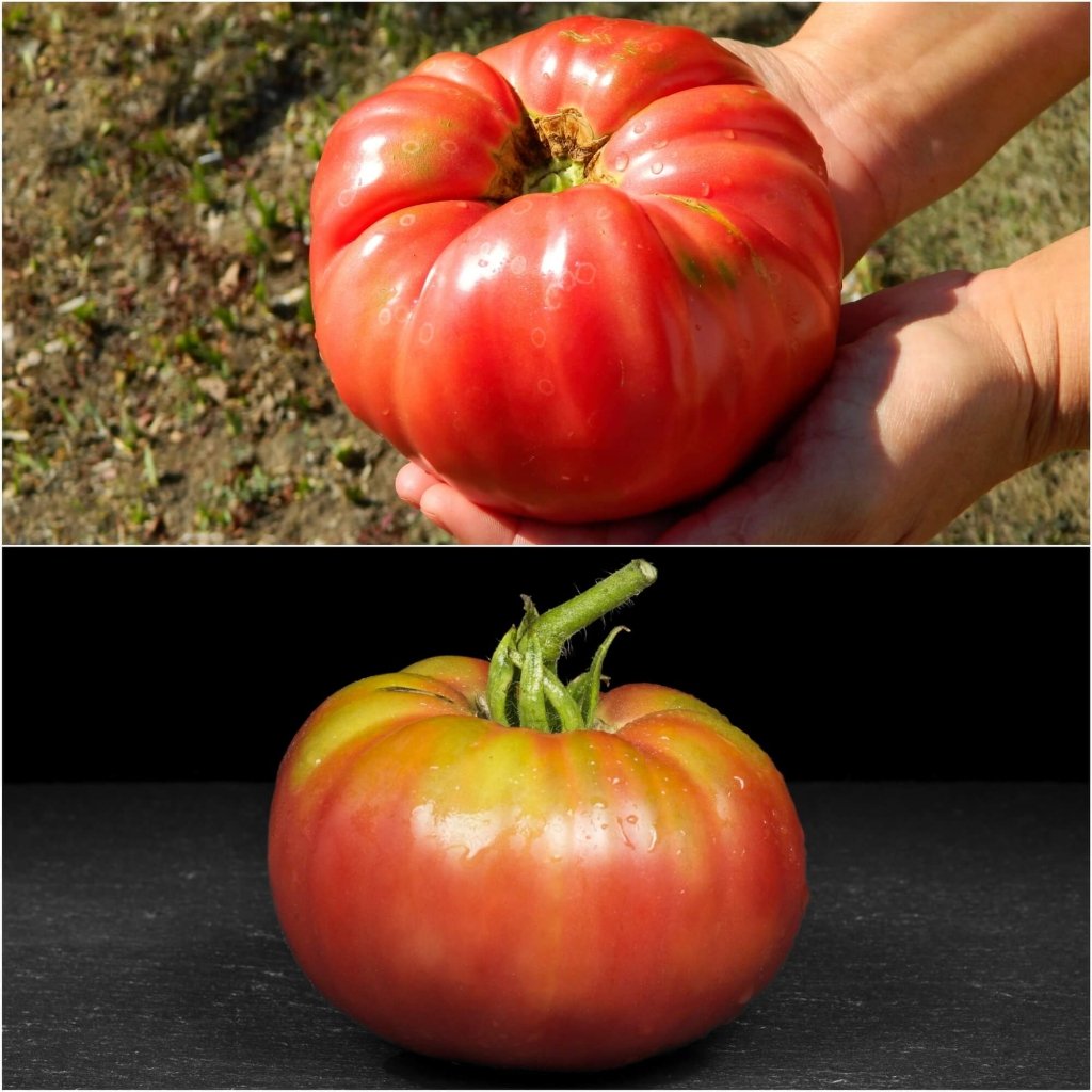 Buy Tomato - Brandywine Red seeds Online