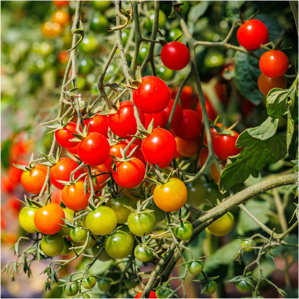 Tomato - Garden Delight seeds - Happy Valley Seeds