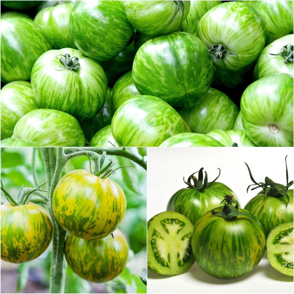 Tomato - Green Zebra seeds - Happy Valley Seeds