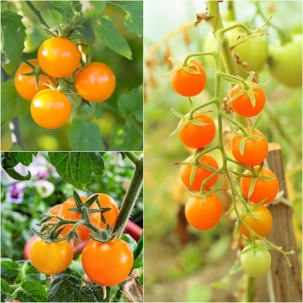 Tomato - Orange Cherry seeds - Happy Valley Seeds