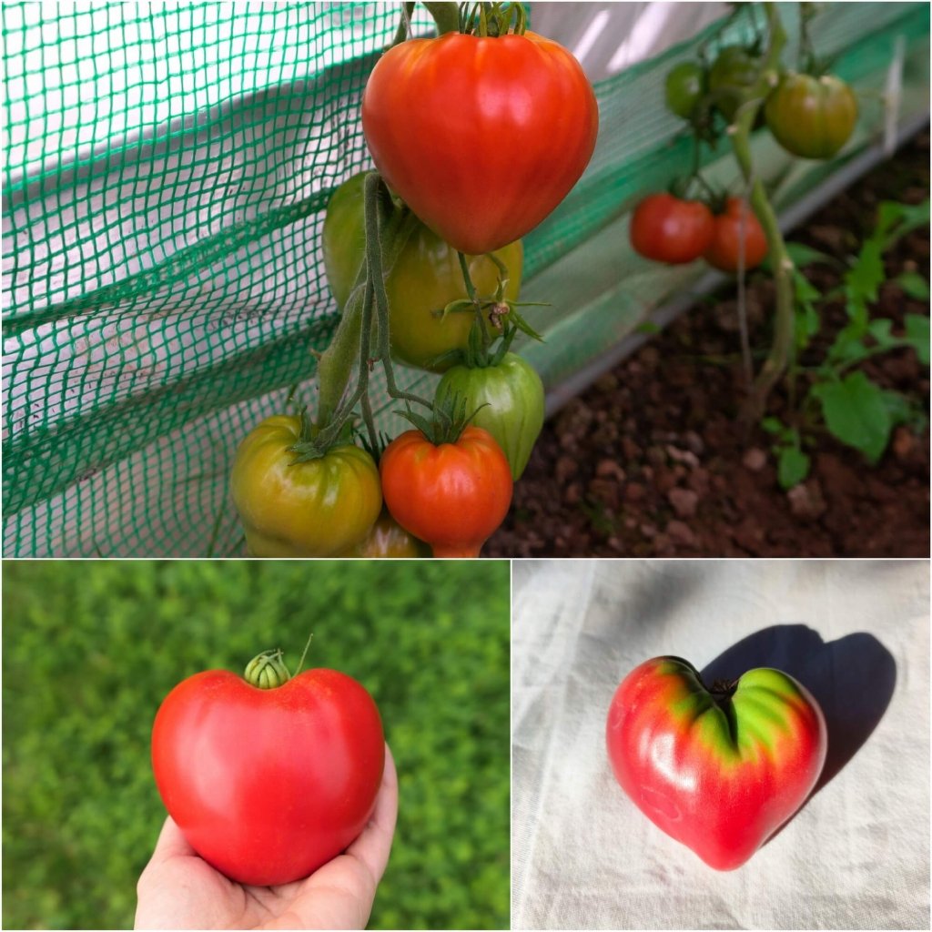Tomato - Oxheart Red seeds - Happy Valley Seeds