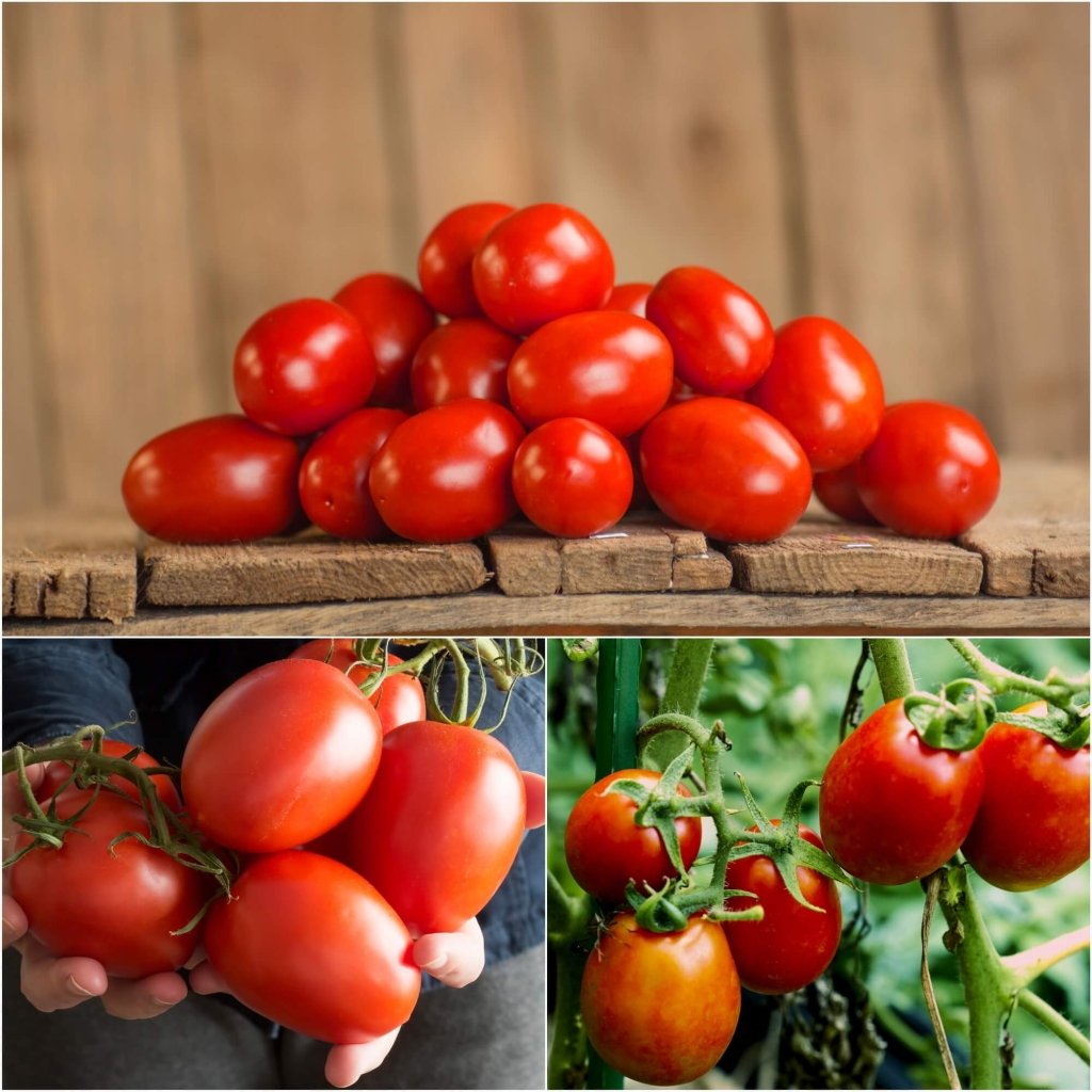 Tomato - Roma seeds - Happy Valley Seeds