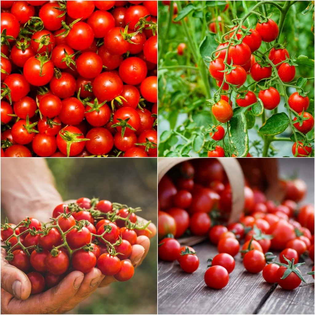 Tomato - Sugar Lump seeds - Happy Valley Seeds