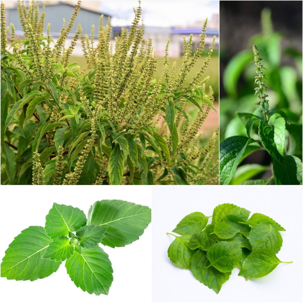 Tulsi - Vana (Holy Basil) seeds - Happy Valley Seeds