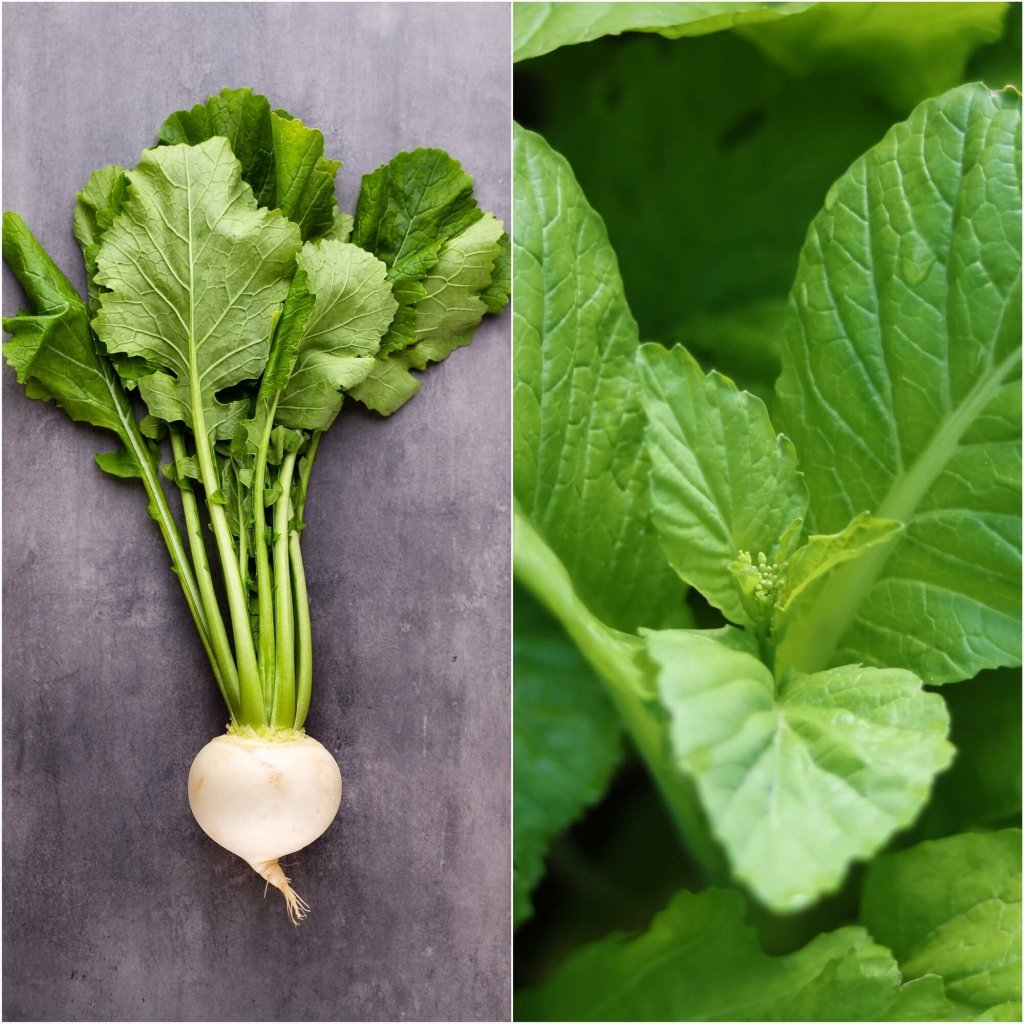 Turnip - Leaf Turnip seeds - Happy Valley Seeds