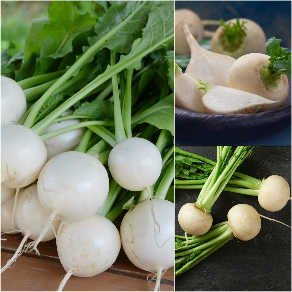 Turnip - Tokyo Market seeds - Happy Valley Seeds