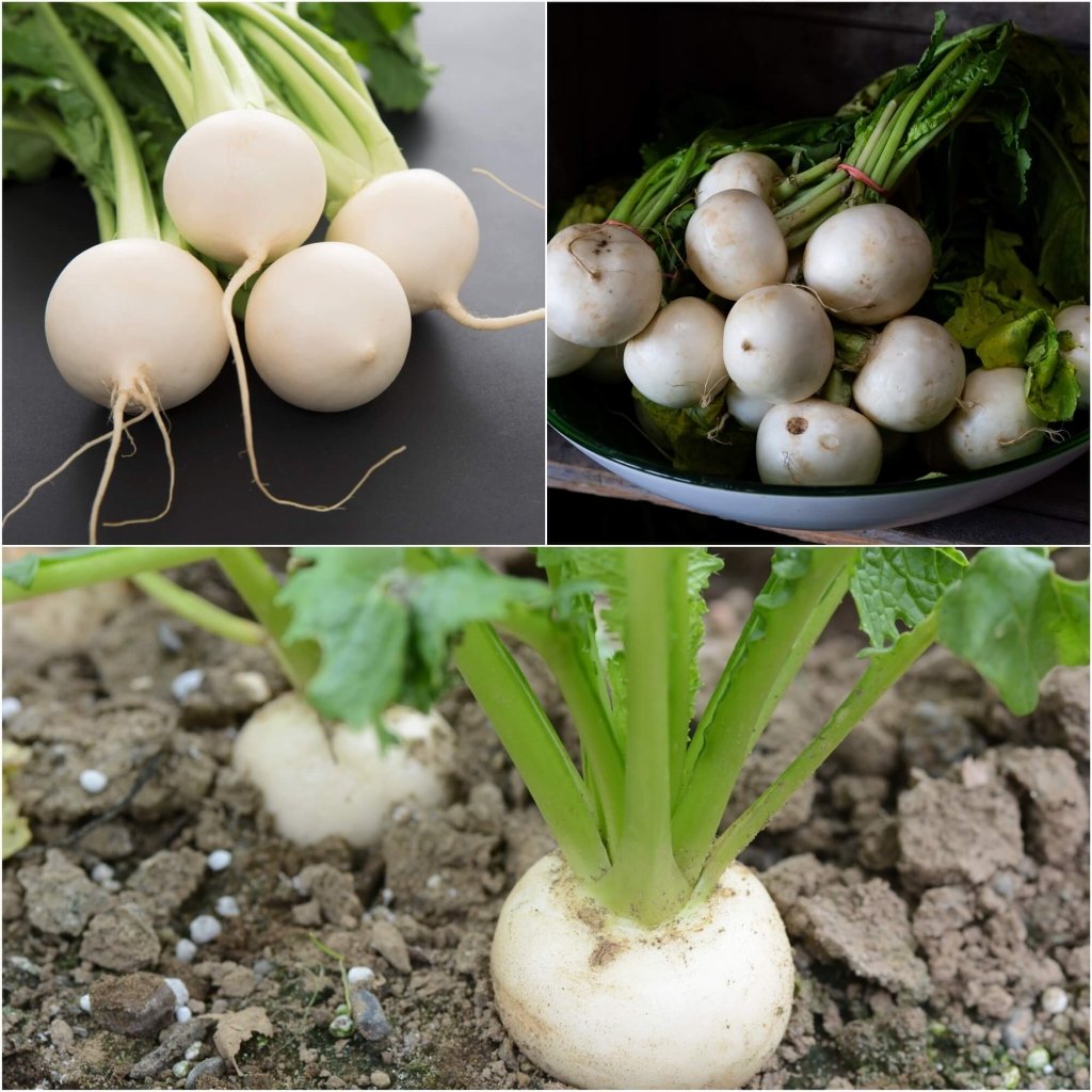 Turnip - White Egg (Snowball) seeds - Happy Valley Seeds