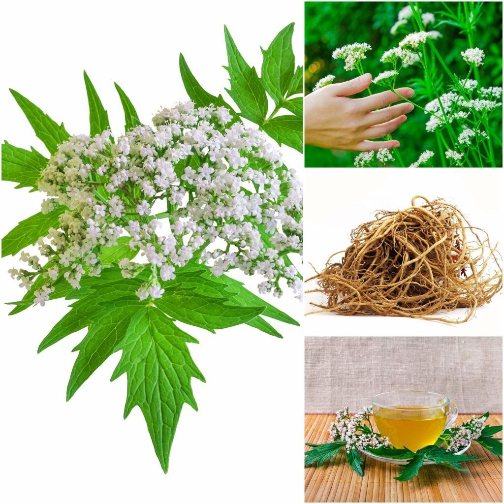 valerian plant seeds Valerian Seeds